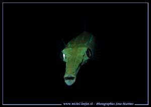 Face to face with this cornet fish in Dahab - Red Sea - E... by Michel Lonfat 